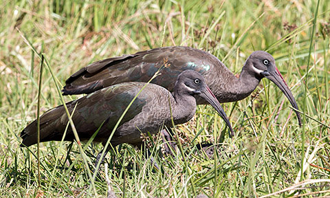 Hadeda Ibis race brevirostris